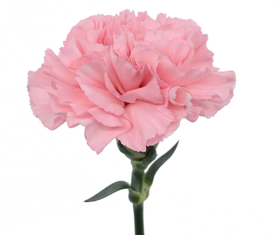 KAORI – sagaroflowers.com