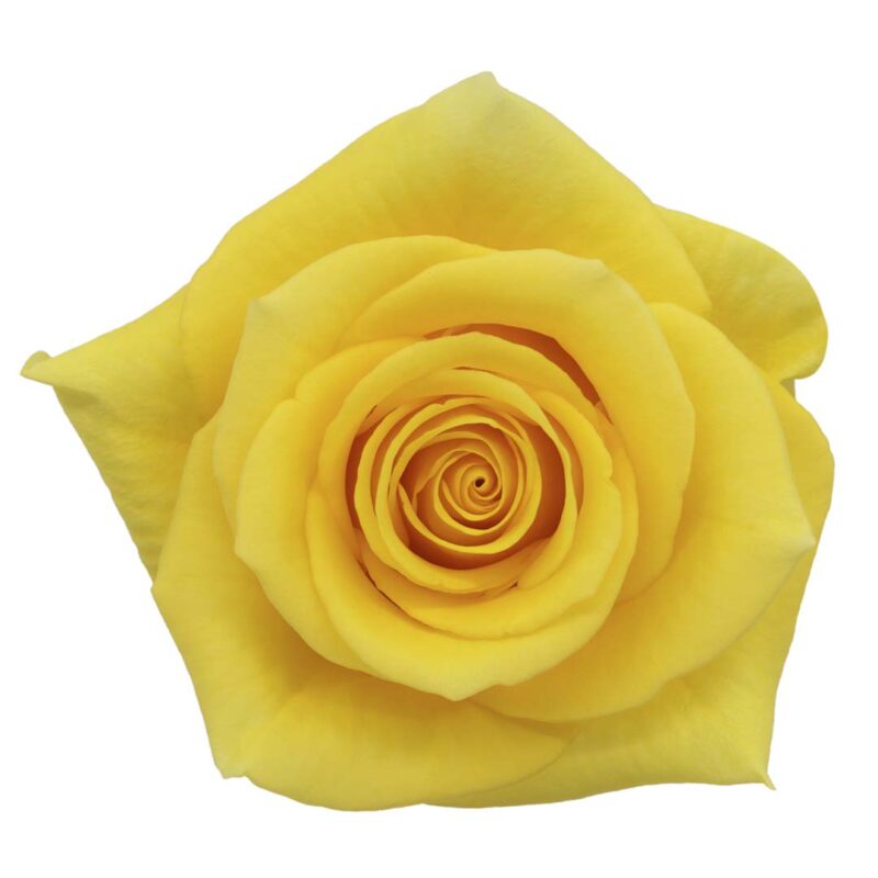 YELLOW – sagaroflowers.com